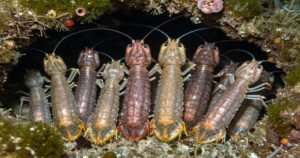 Mantis Shrimp Lifespan